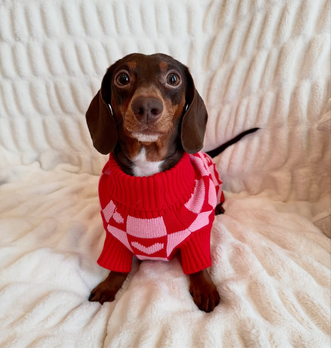 Roll Neck Dog Knitted Love Sweater