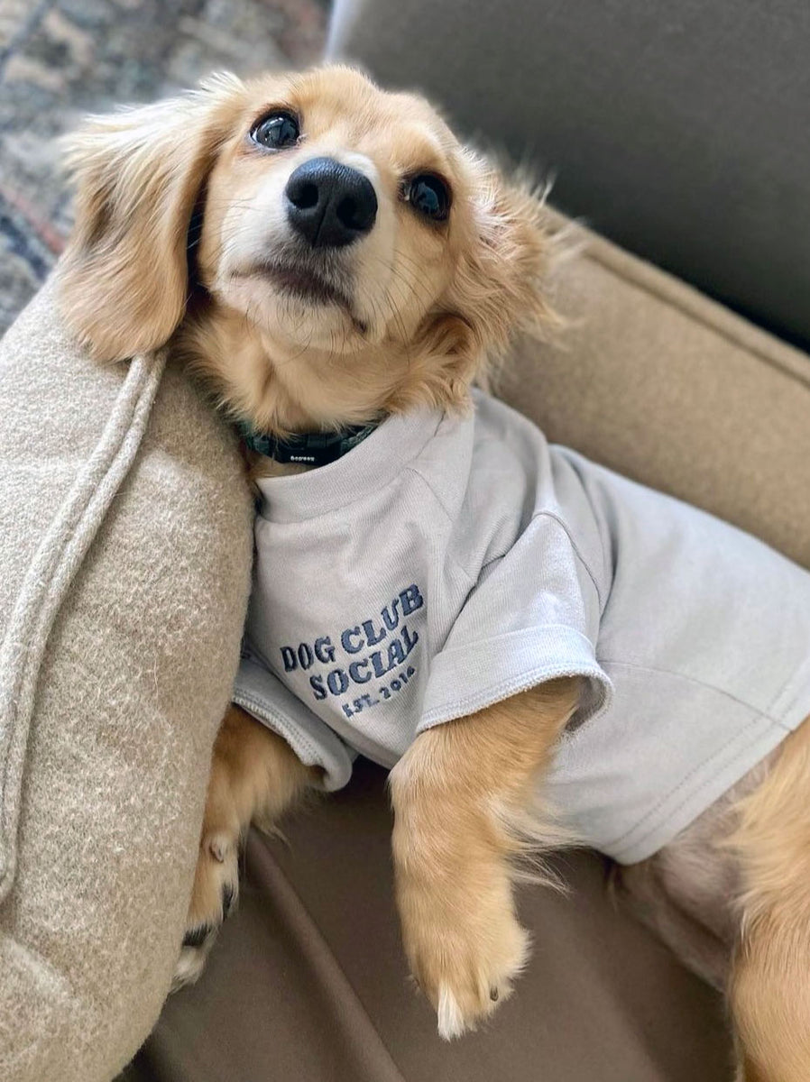 dcs-slate-dog-tee-1-