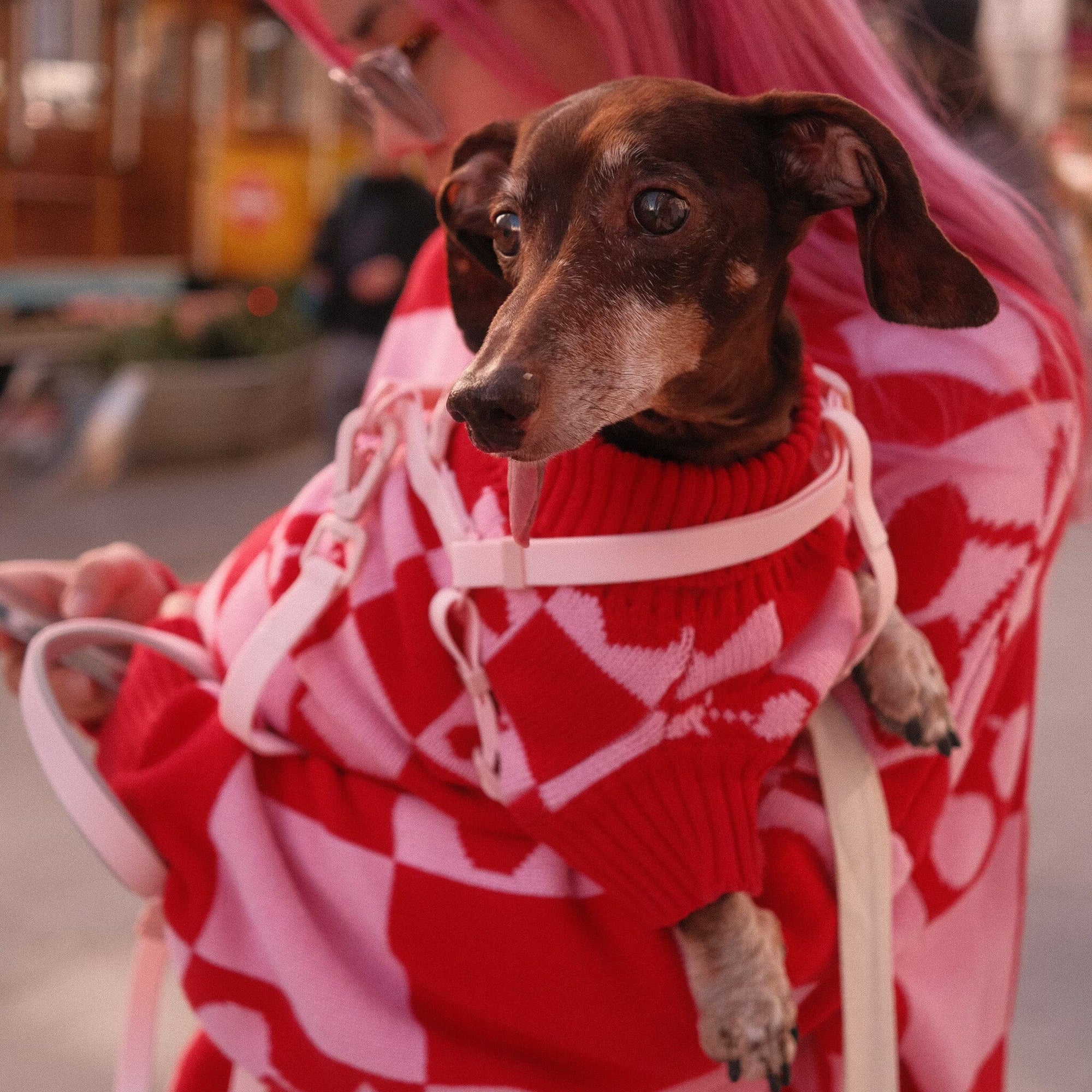Roll Neck Dog Knitted Love Sweater