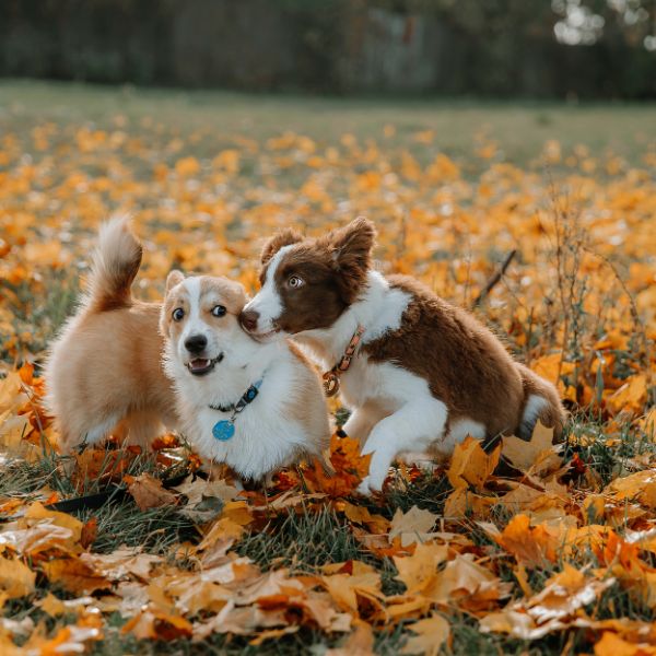 10 Activities To Do With Your Pup This Fall