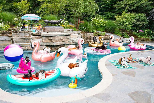 10 Dog Friendly Summer Activities