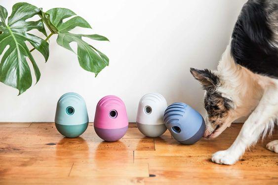 10 Fun Brain Games for Dogs