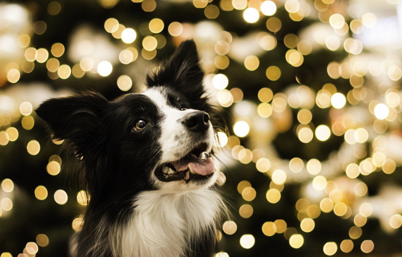 2020 Gift Guide For Dogs & Dog People