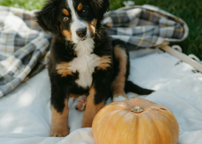 8 Autumn Adventures to do With Your Dog