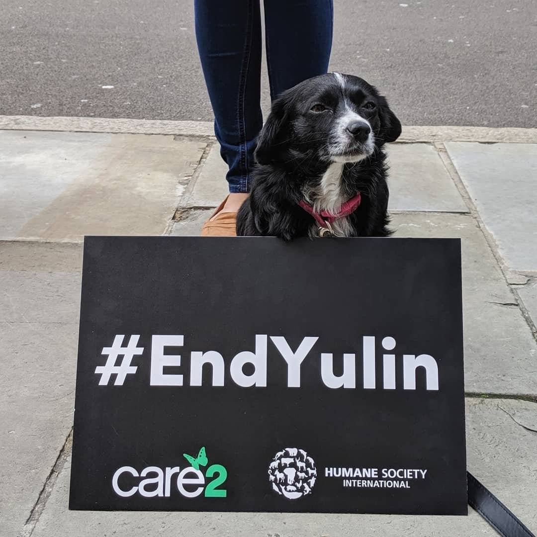 5 Ways to Help Put an End to the Yulin Meat Festival