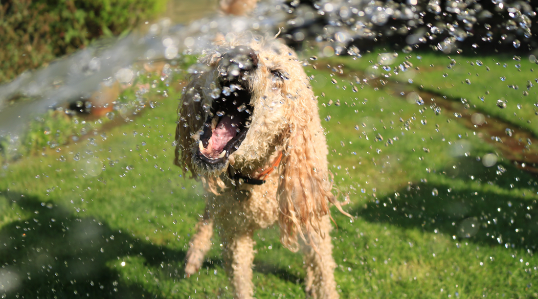 Summer Treats For You + Your Pup
