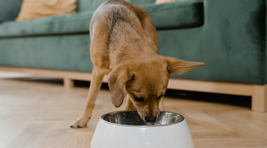 Foods We Love For Our Pups