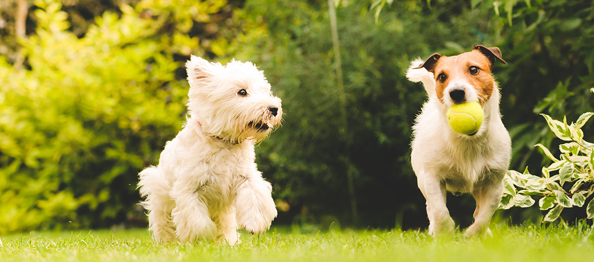 Plan the Perfect Dog Playdate