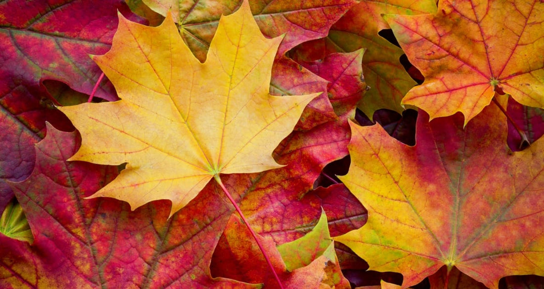 Fall Things: Electra's Picks