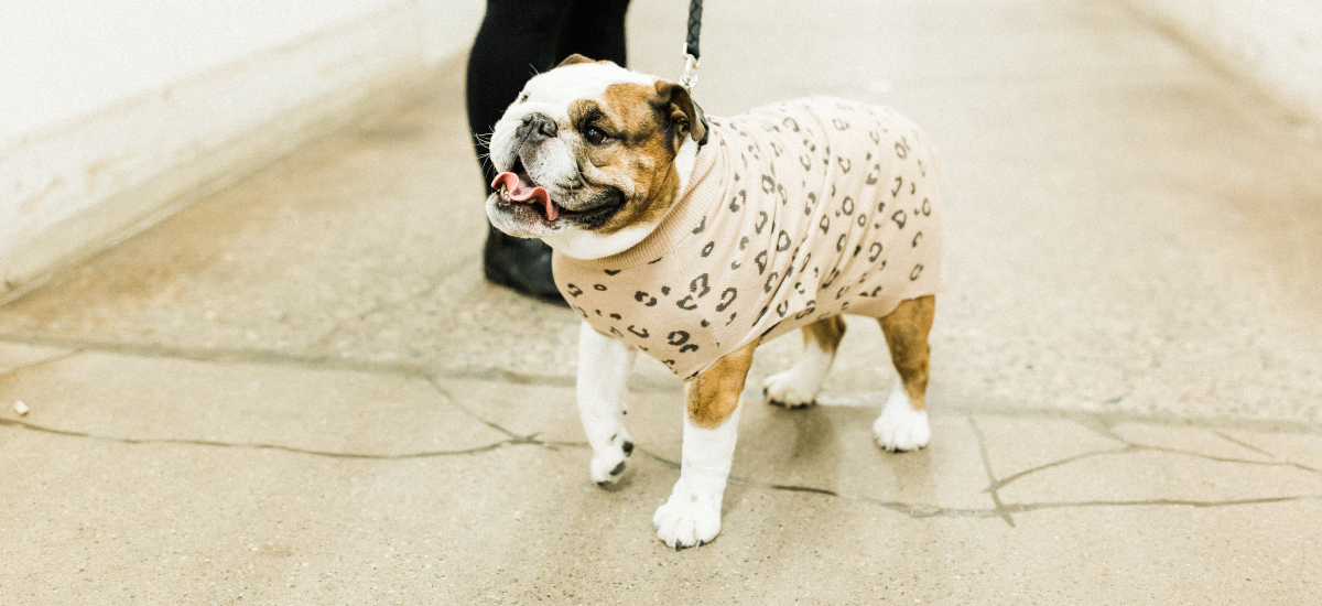 5 Ways to Spoil Your Dog on Valentine's Day