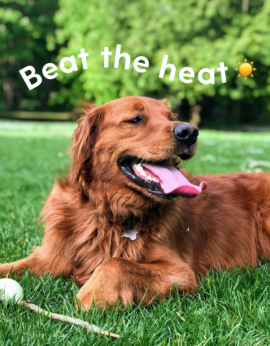 Summertime Dog Safety Tips