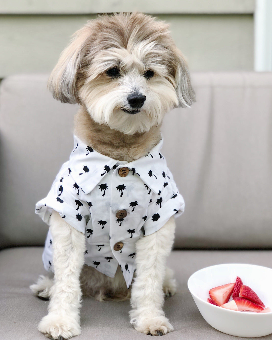 Are Strawberries Good for Dogs?
