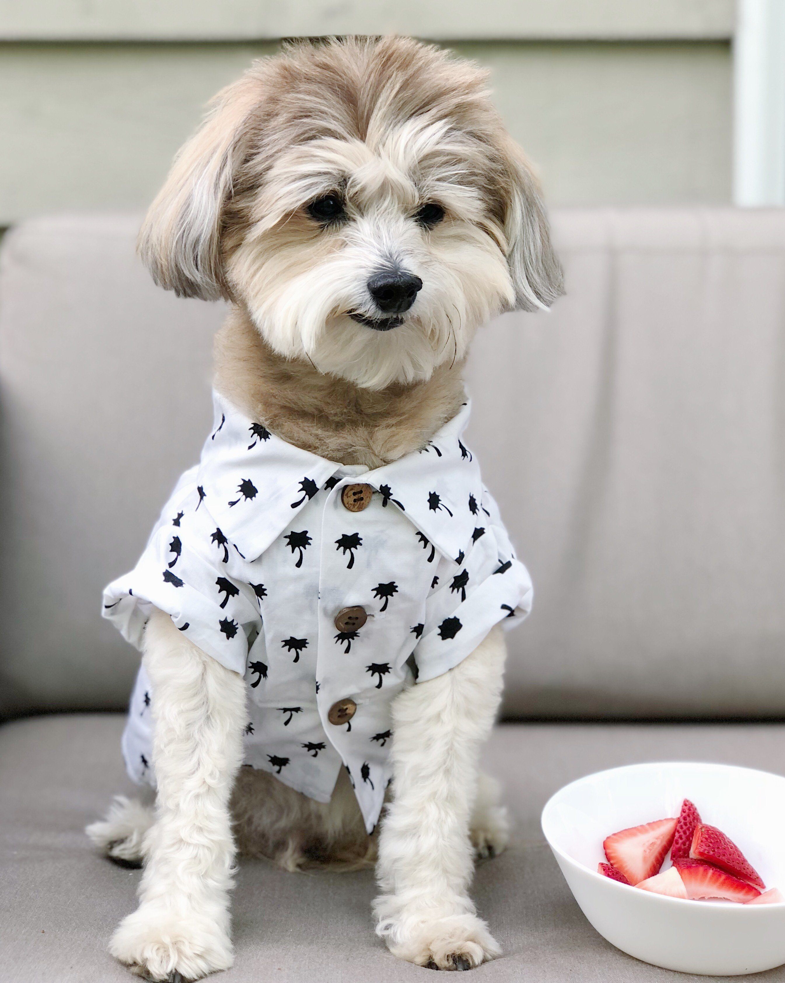 Are Strawberries Good for Dogs?