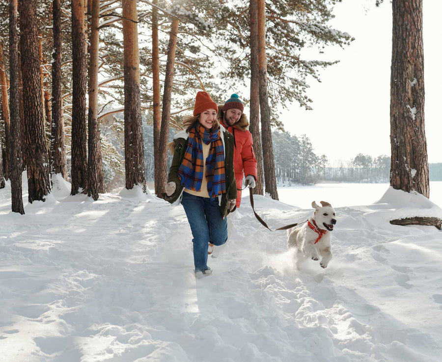 5 Ways to Share the Holidays with Your Dog