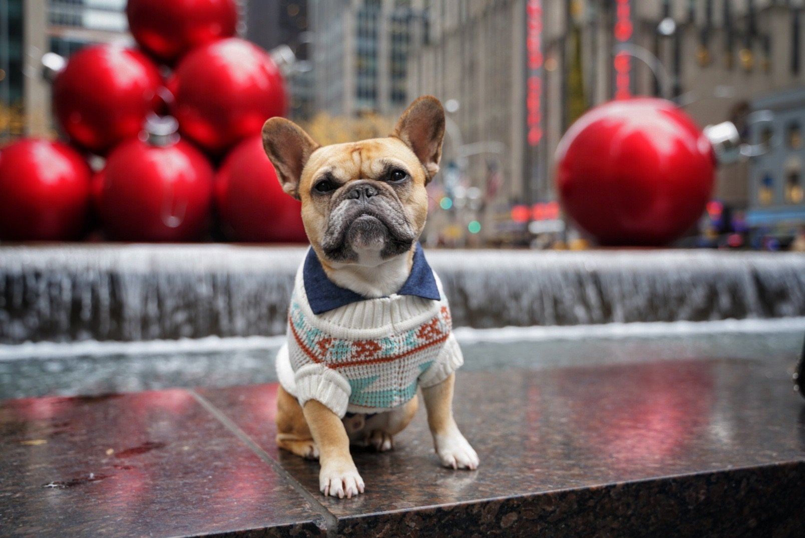 Christmas Sweaters for Dogs and People
