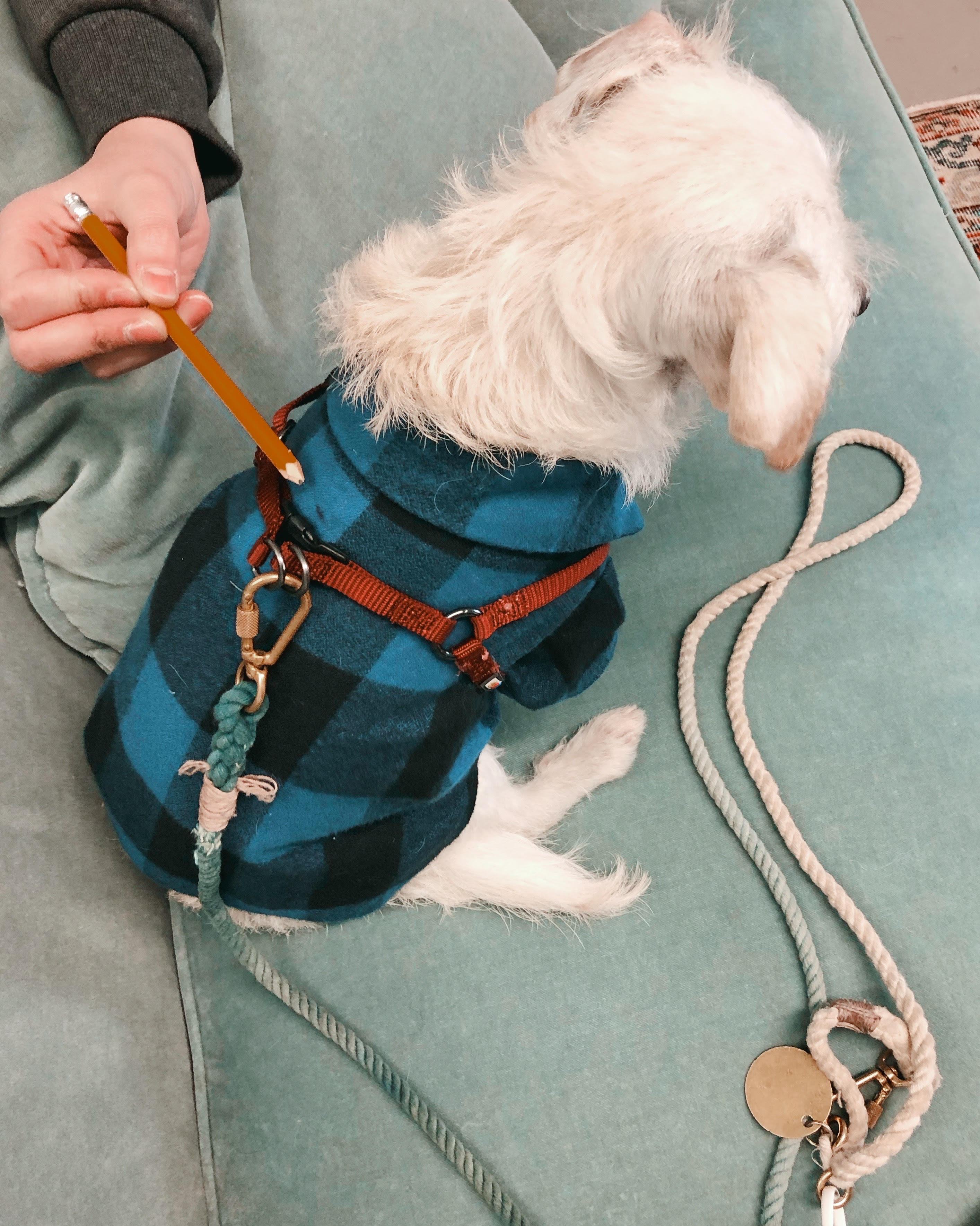 DIY Harness Hole for Dog Shirt