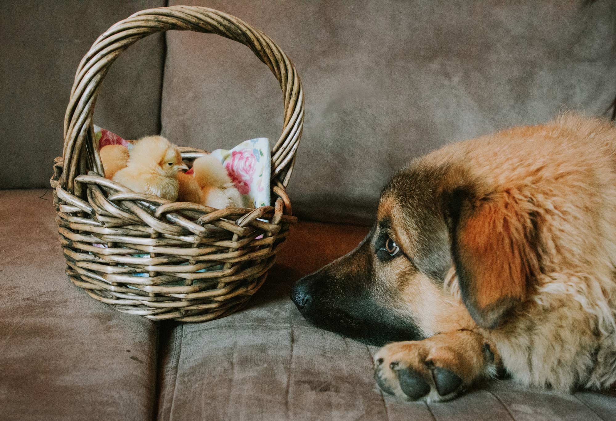 Easter Gifts for Dog Lovers