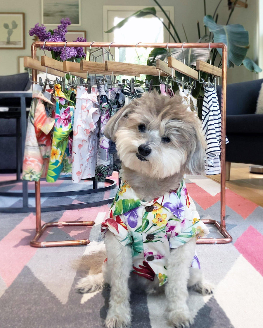 Dog Clothing by Dog Threads | Meet The Dog That Started Our Dog Clothing Brand