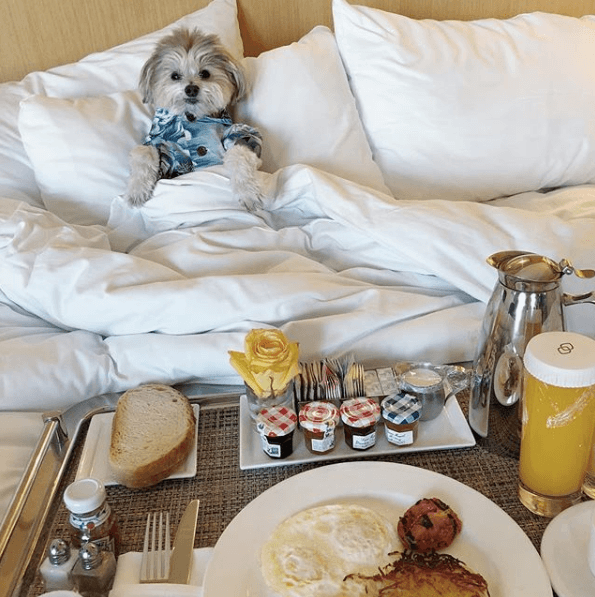 Dog Friendly Hotel: Sofitel Los Angeles at Beverly Hills