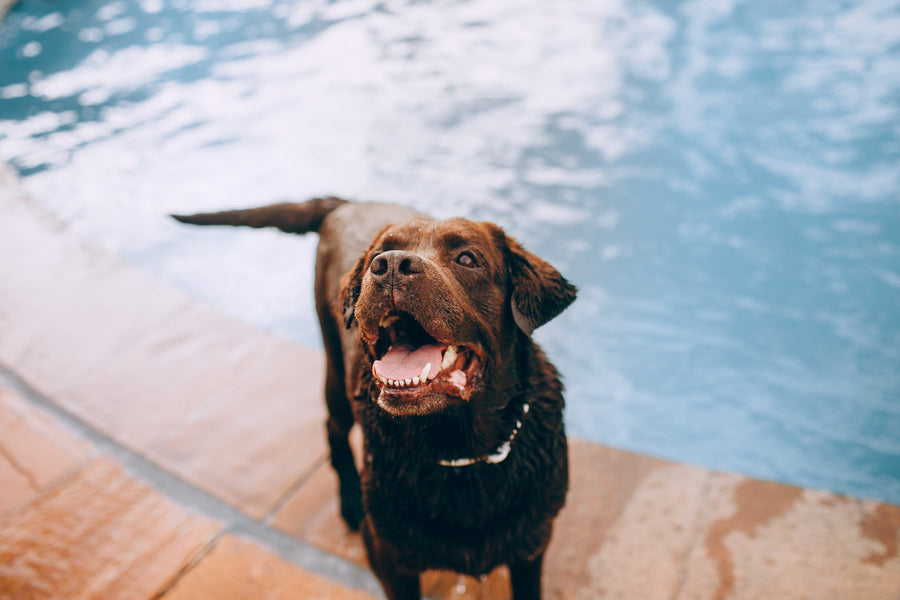 Dog Friendly Pool Essentials