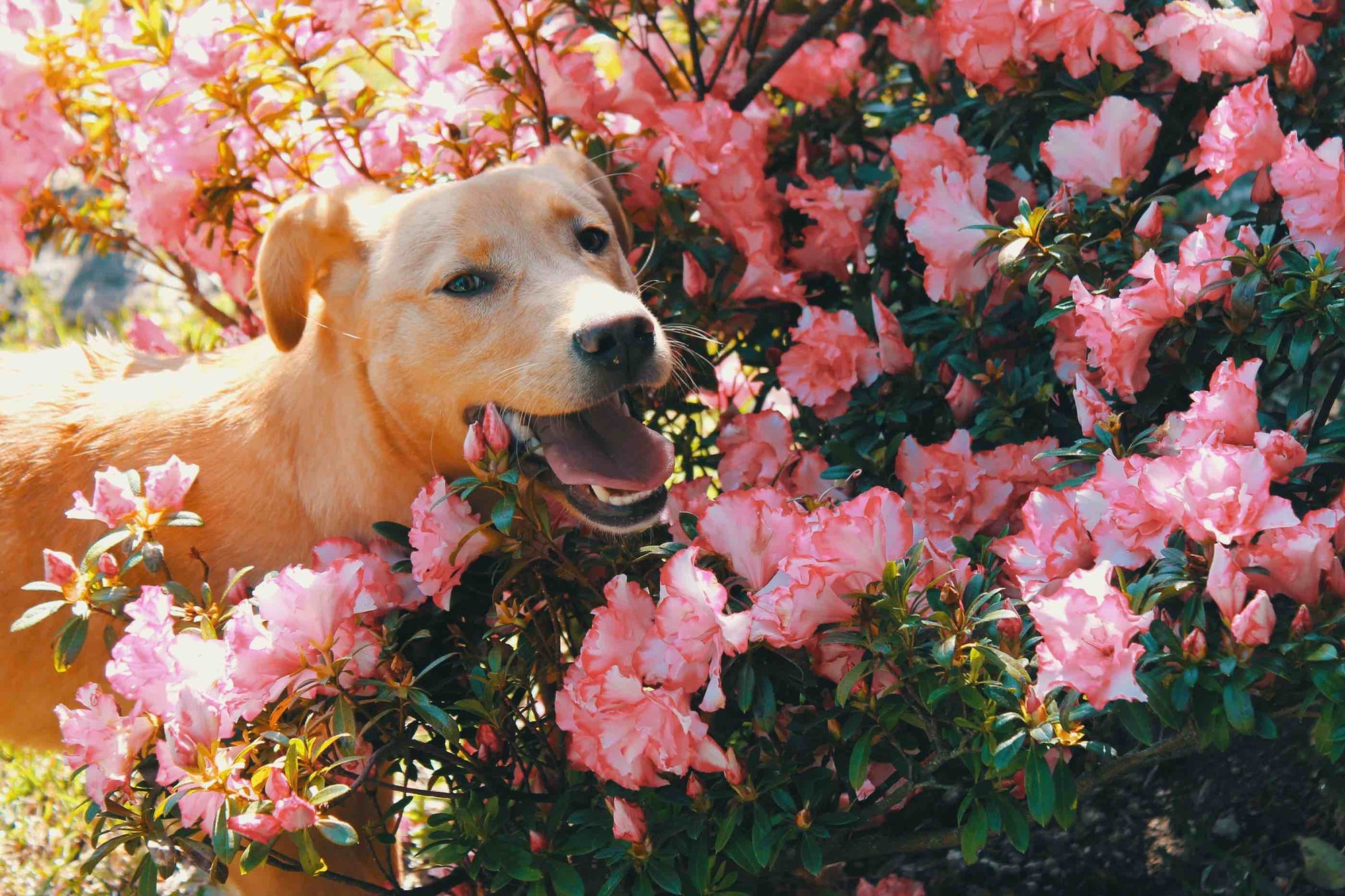 Help Your Pup's Spring Allergies