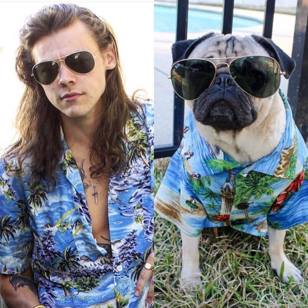 Doug the Pug as Harry Styles