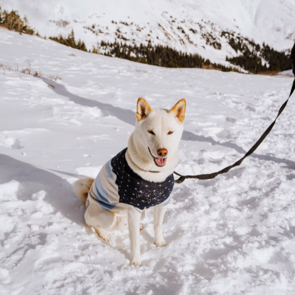 Top Winter Activities to Enjoy with Your Pup