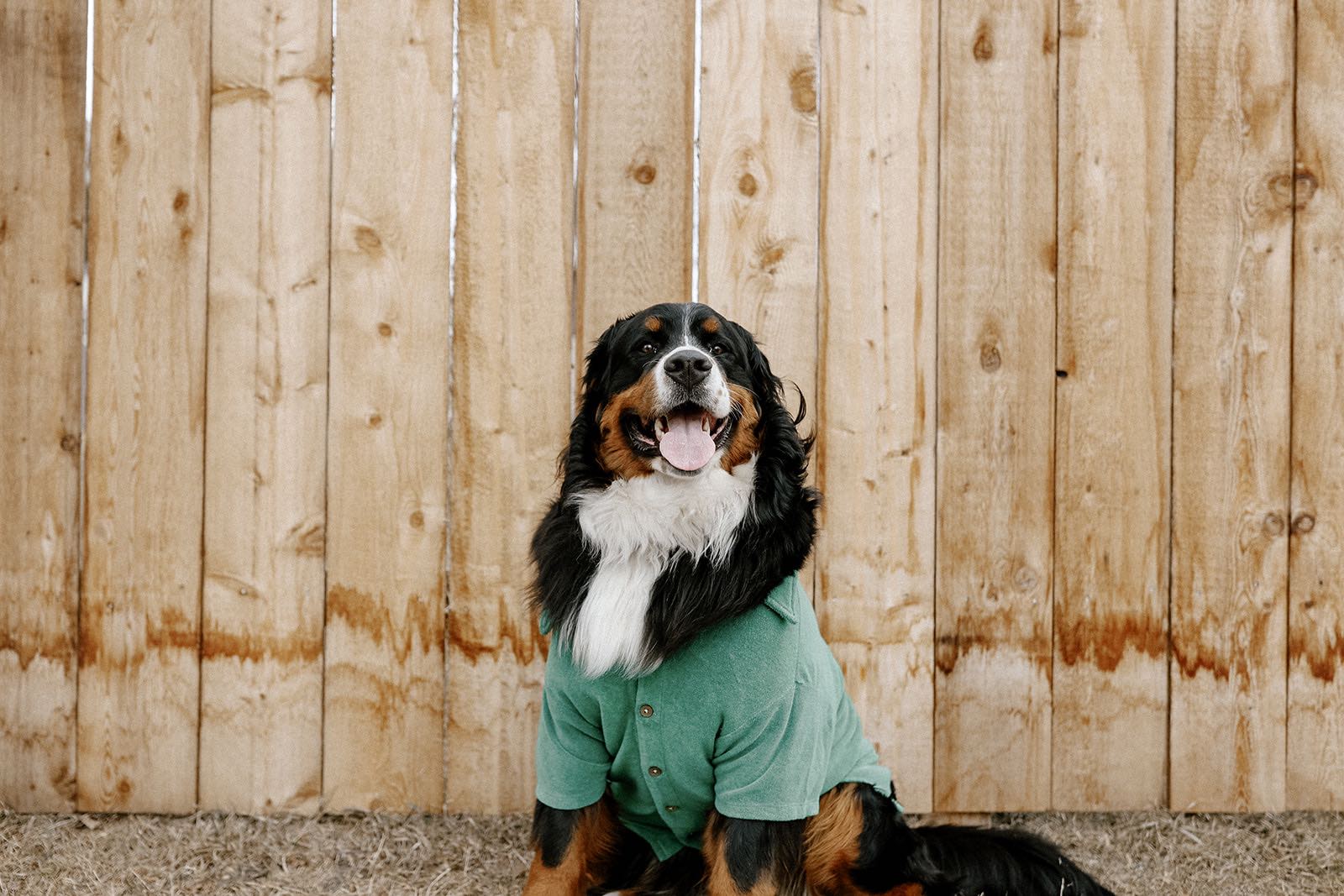 The Best Dog Clothes for Big Dogs