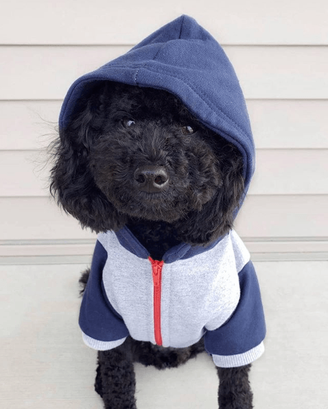 How To Measure Your Dog Video