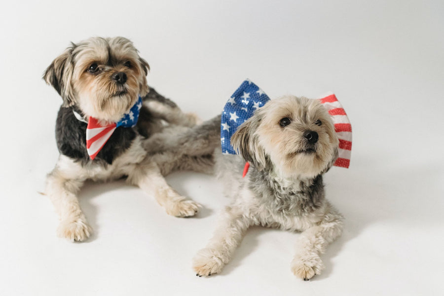 How to Keep Your Pup Safe This 4th of July