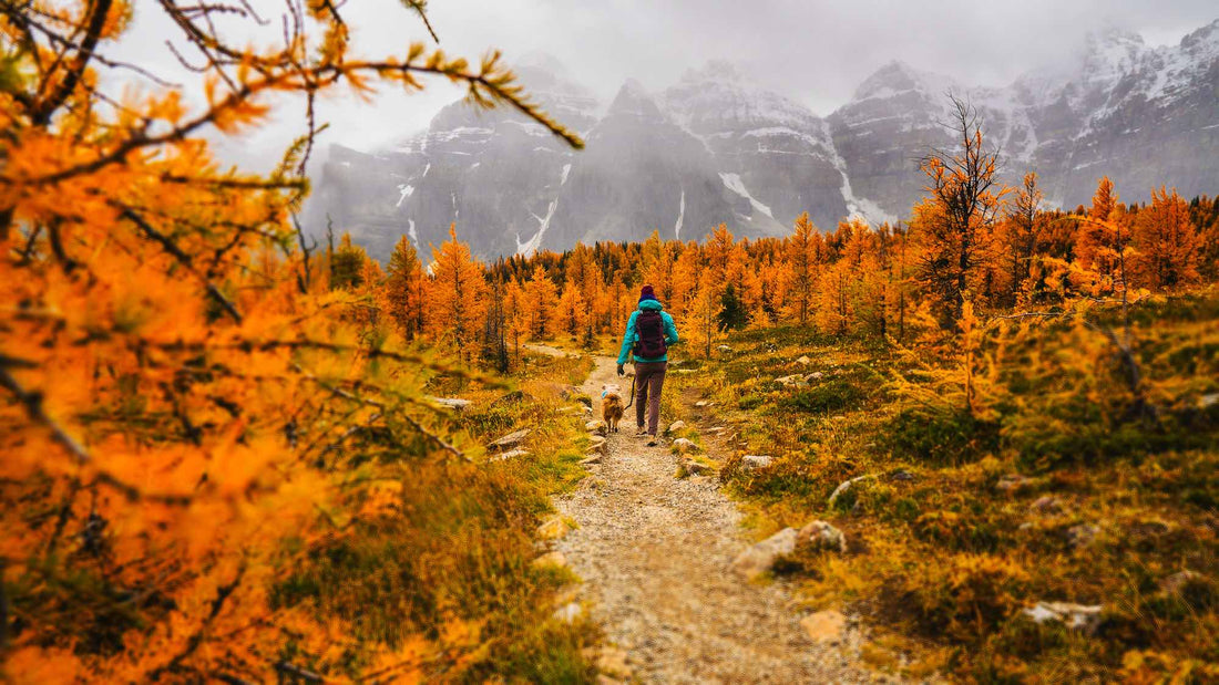 8 Things to do With You Pup This Fall