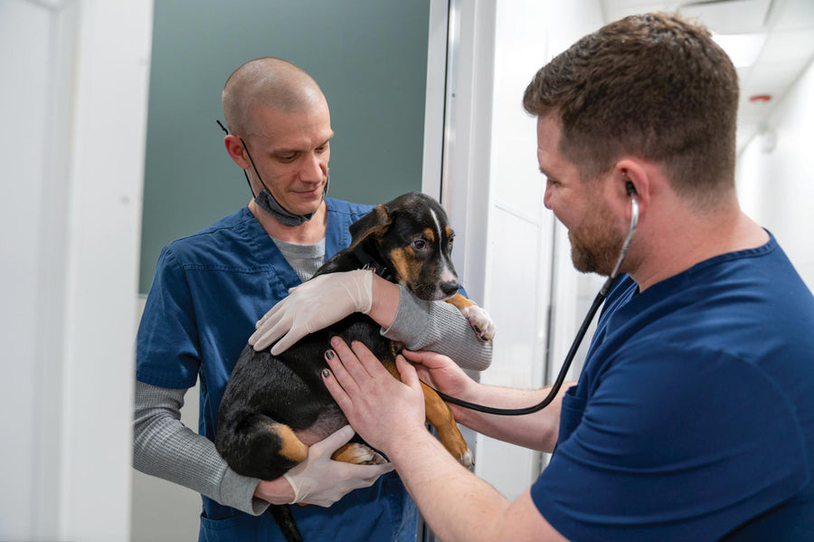 Meet PAWS Chicago: Our Animal Rescue Partner