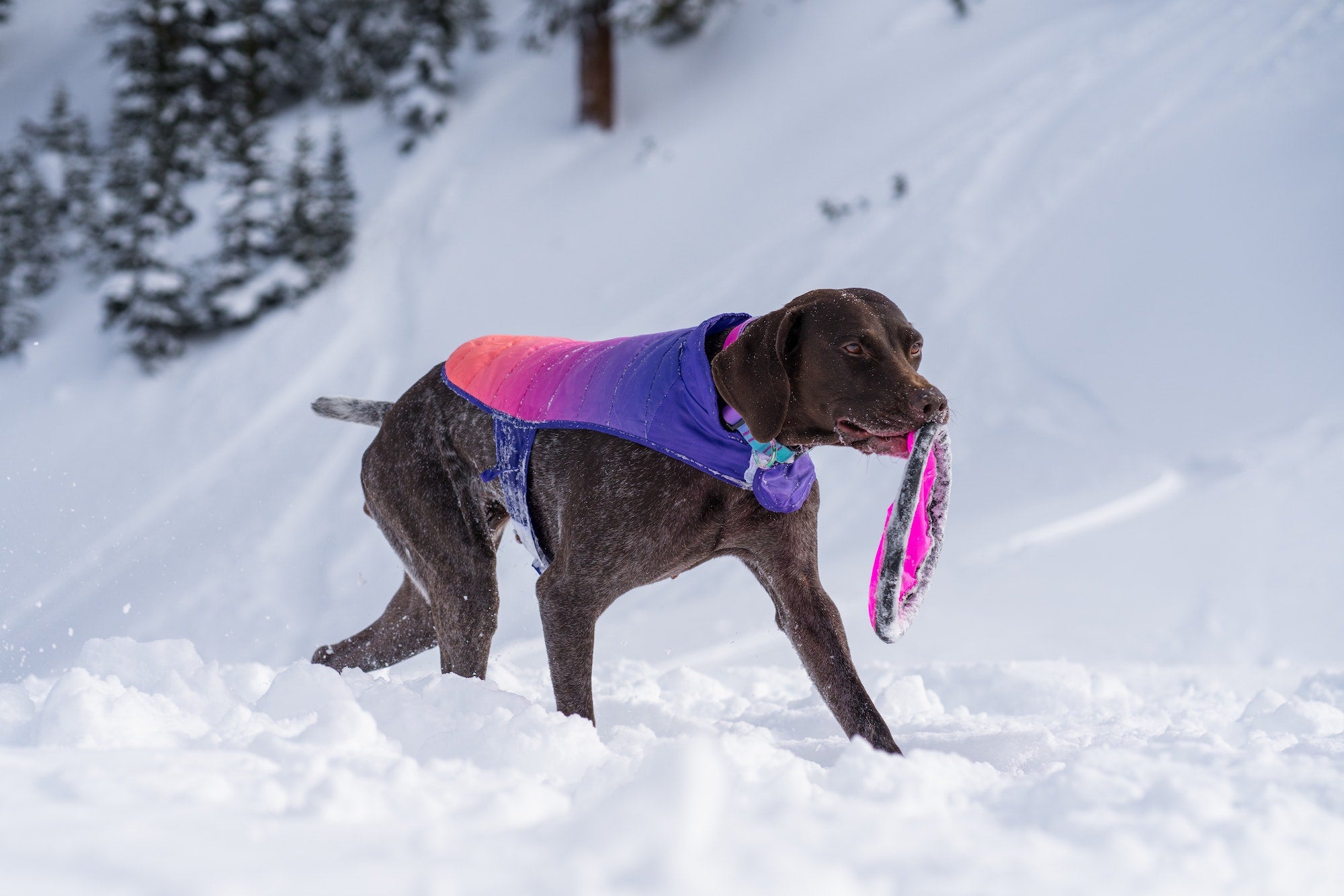 Help Your Pup With Their Winter Blues!
