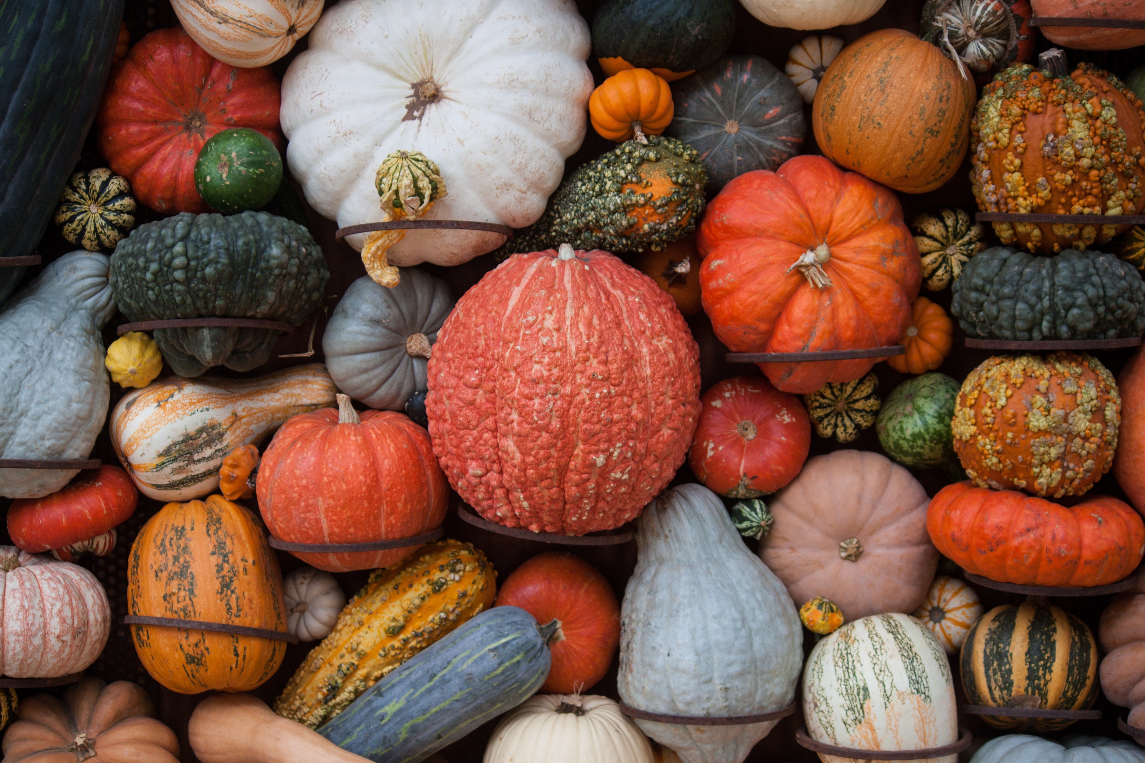 Fall Treats for Your Pup