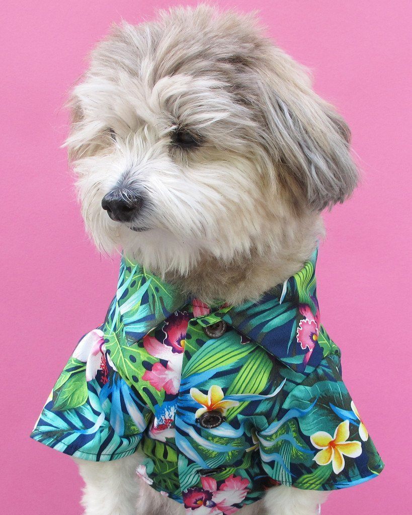 Should dogs wear clothes? Insight on the controversial topic.