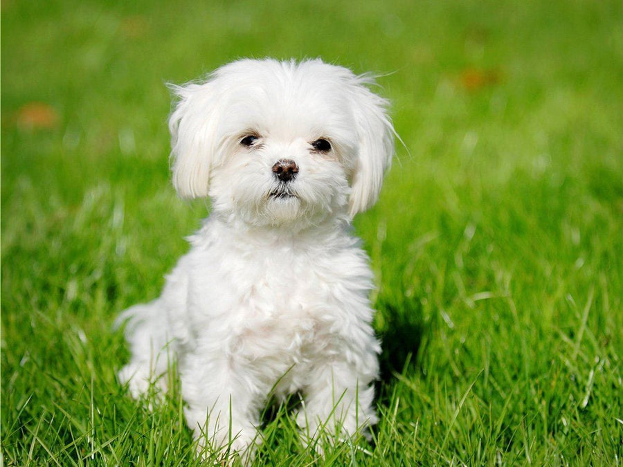 Small Dog Breeds That Don't Shed