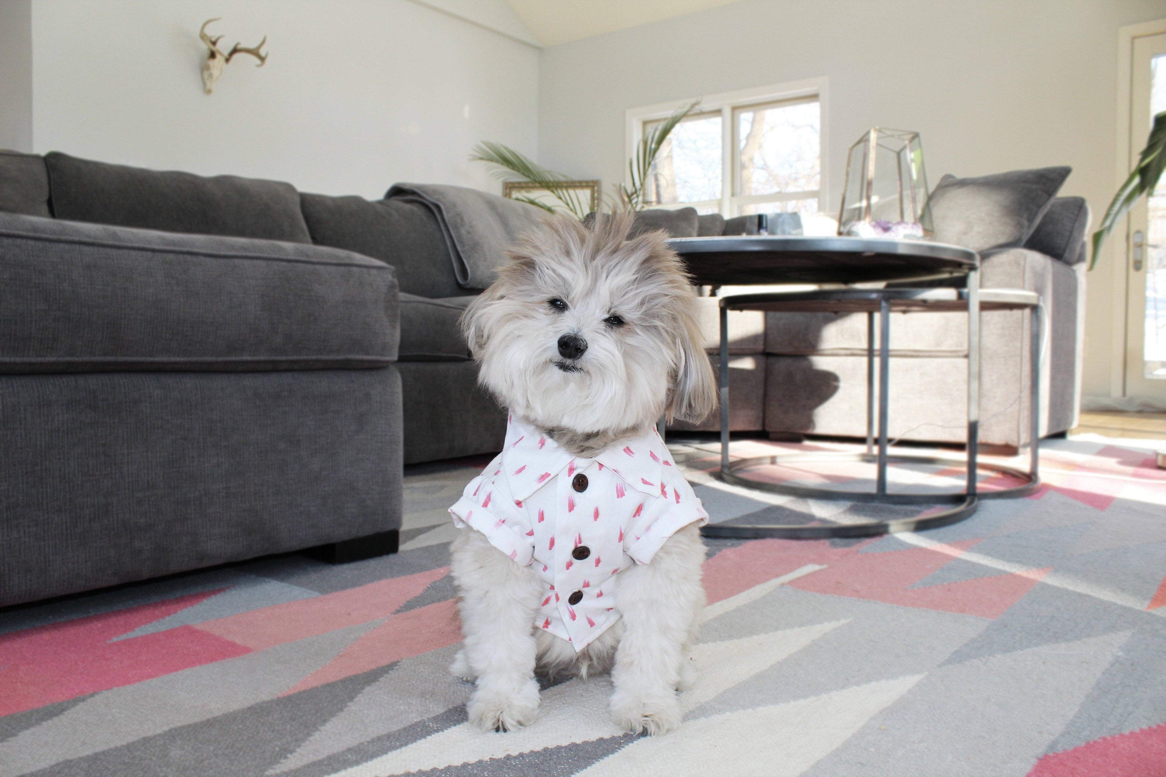 Staging to Sell: Tips for Pet Owners