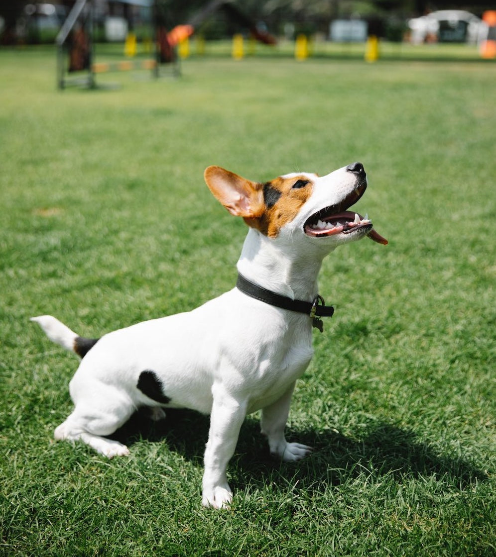 Summer Tips for Dog Parents