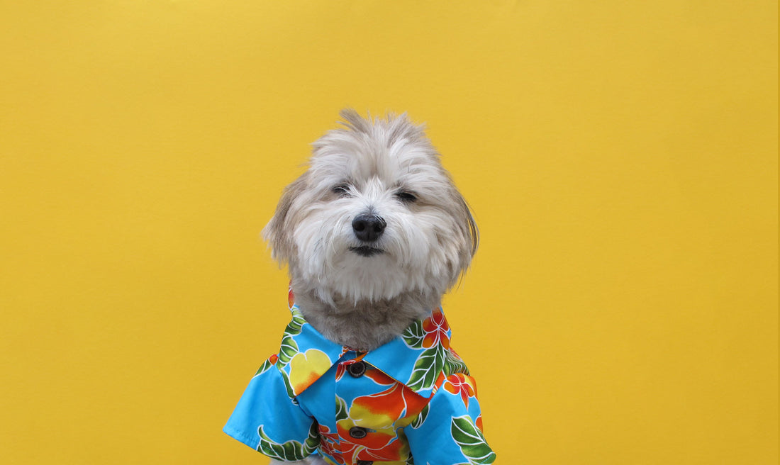 Thomas, the dog that inspired Dog Threads, sitting on a grey sofa head slightly tilted, wearing a yellow and orange flannel