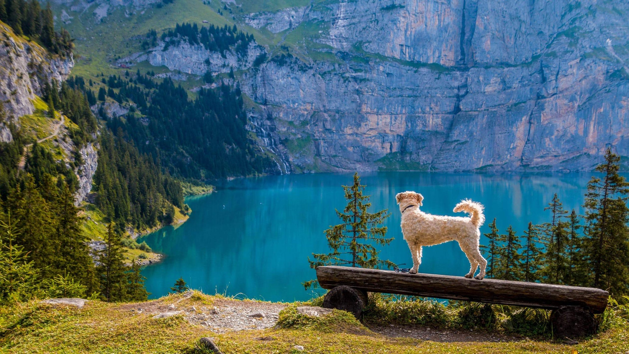 Tips for Safe and Happy Travels with Your Dog