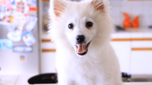 Top 10 Famous YouTuber Dogs