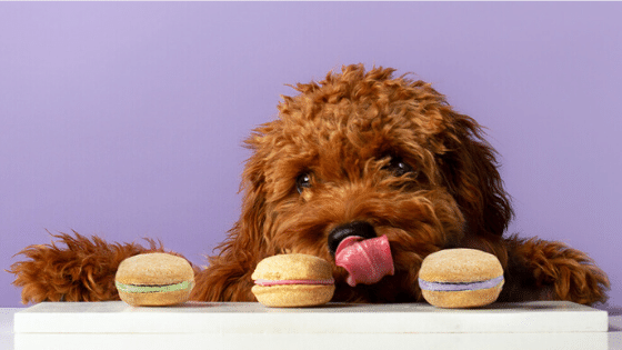 Top 5 Most Beautiful Dog Treats