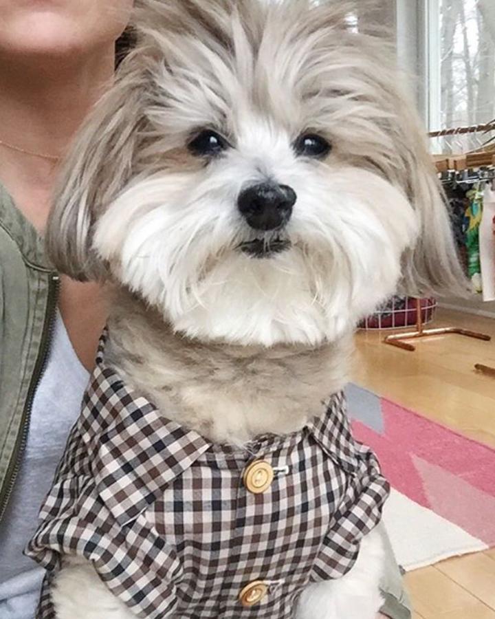 When To Adopt Another Dog After Losing One