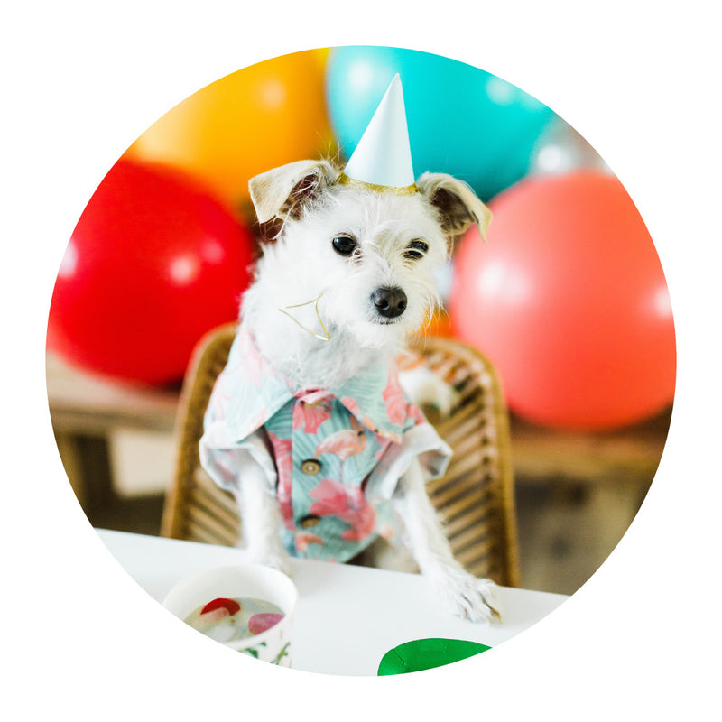 Gifts for Your Dog's Birthday