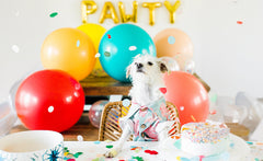 Gifts for Dog's Birthday