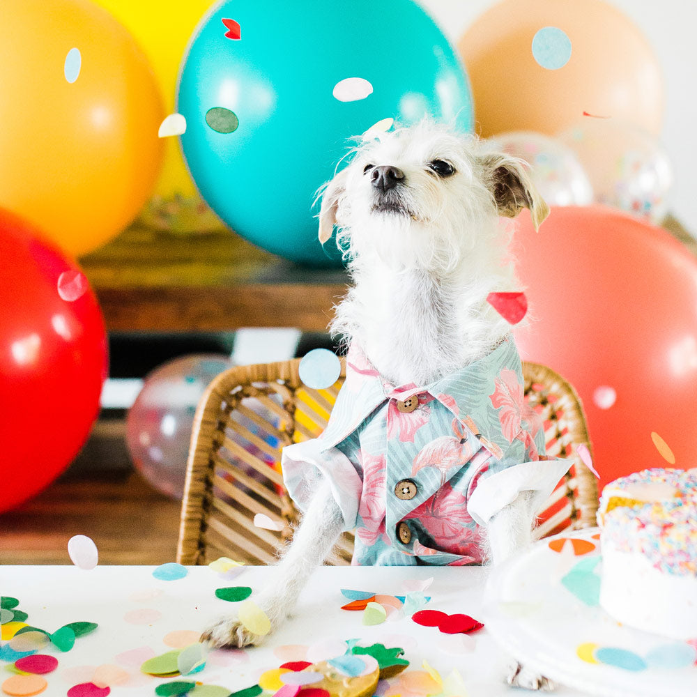 Gifts for Your Dog's Birthday