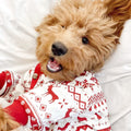 Festive Fam Holiday Pajama