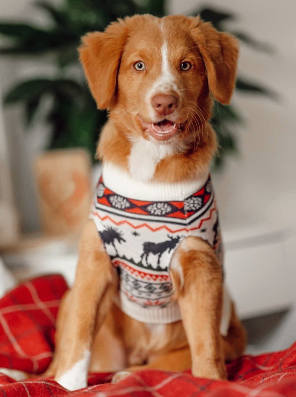 The Great Yukon Sweater