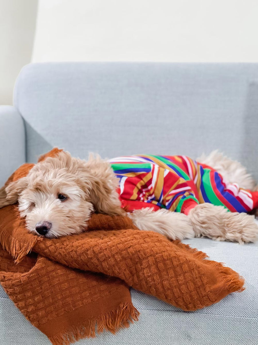 Groovin' Retro Pajama by Dog Threads, Matching Dog and Owner Pajamas