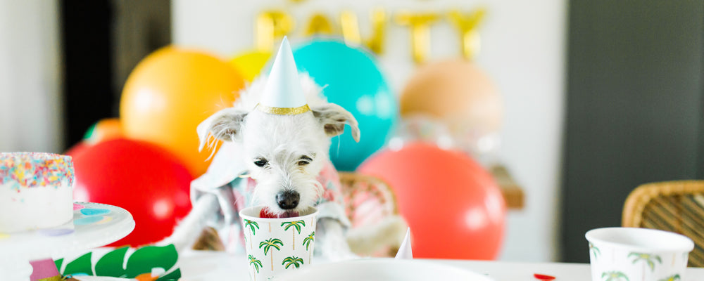 Dog wearing a party hat at a birthday party with balloons and a cake.